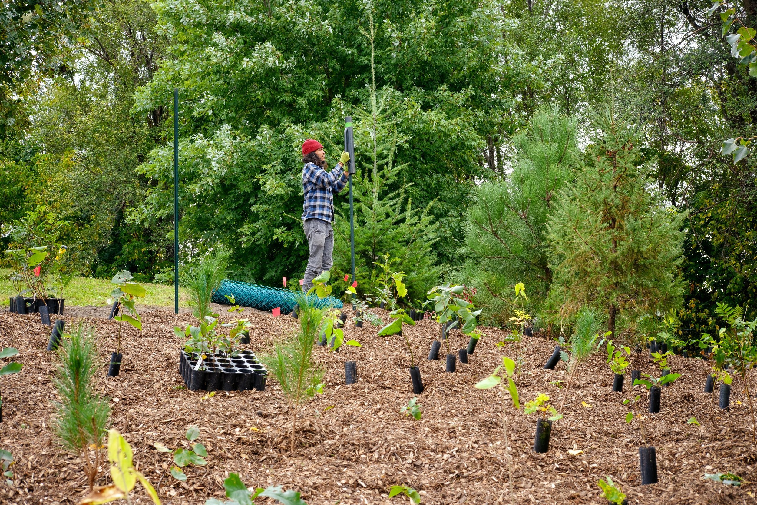 ITFs+Global+tree+planting+programme++-+Canada