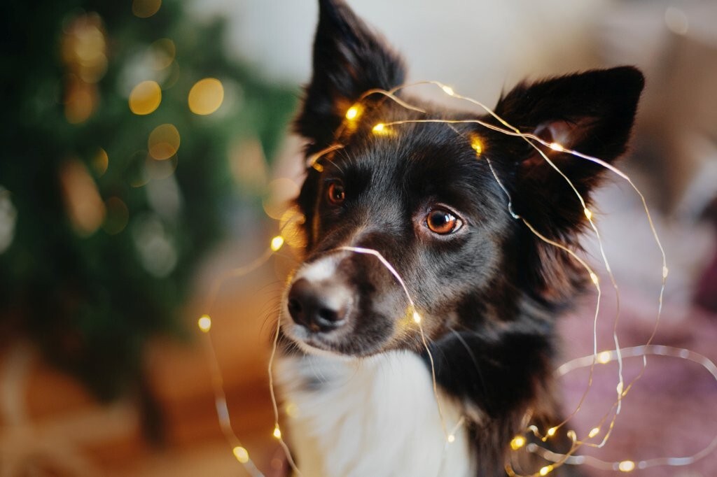 From-Fairy-Lights-to-Spotlights:-Inside-the-RSPCA’s-Internal-Comms-Revolution